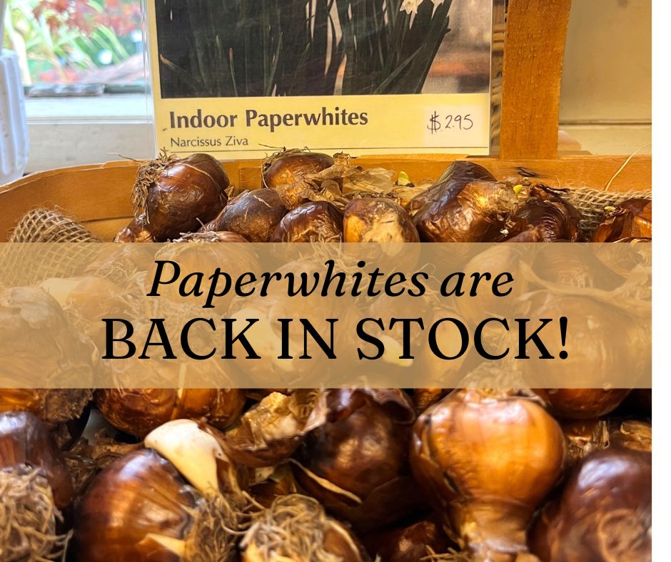 Thanks for your patience. Ziva Paperwhite bulbs are now back in stock. Find them in the store. See you soon!
#berkeleyhorticulturalnursery #berkeleyhort #berkeleyhorticultural #plantlife