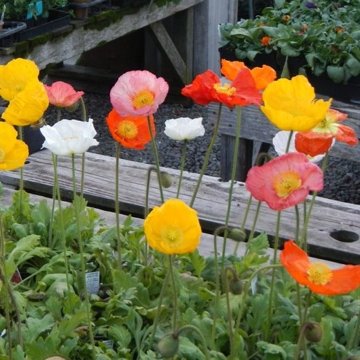 🌟Weekend Special🌟 Iceland Poppies in 4" pots are just $3.75 when you shop with us this weekend, Fri 10/17 through Sun 10/19 (regularly $4.95). Reliable cold season bloomers, we love these poppies for their fuzzy buds and cheerful faces. A good choice for keeping your heart warm when it's cold outside.
#berkeleyhorticulturalnursery #berkeleyhort #bayareaplantshop #berkeleyplantsale #weekendspecial #bayareaplantnursery #bayareaplants #bayareaplantpeople #berkeleygardens #berkeleyhorticultural #bayareagardens #bayareaplantsale #plantlife #icelandpoppies