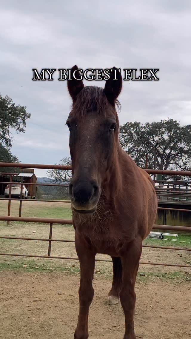 Leave them better than you found them
#horses #equestrian #horsetrainingtips #horselife #libertyhorsemanship