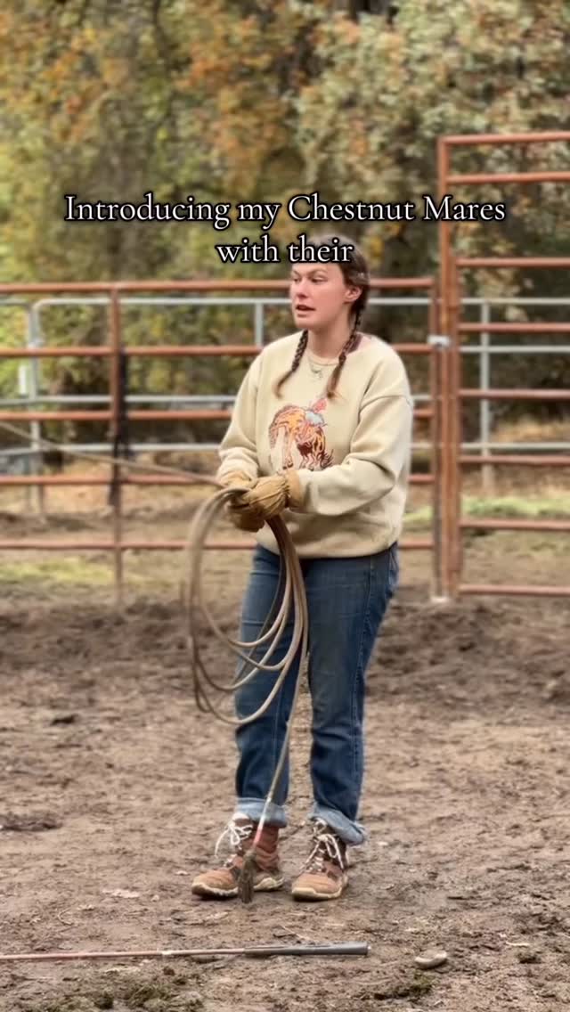 Lassen -> 🏔️Lassie
#mustang #blmmustang #mares #horselife #horses