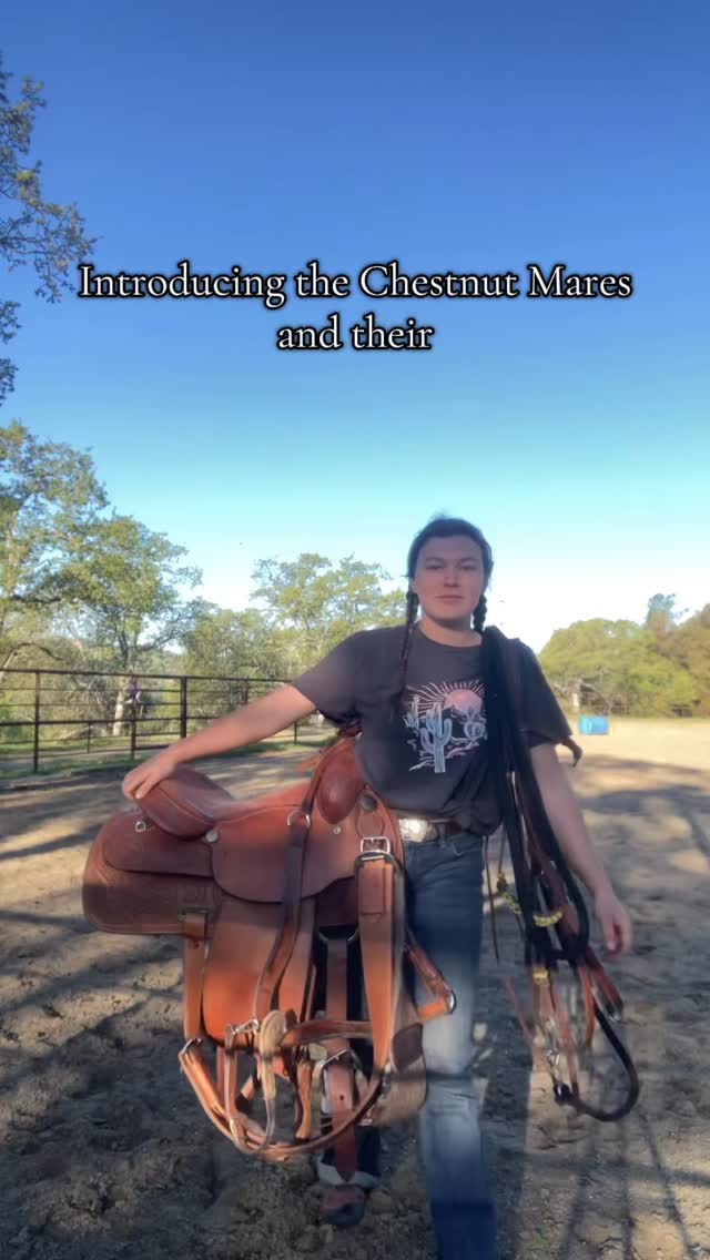 Dixie is my liberty & trick horse! She's a 10 yr old grade mare, what breed? Who knows.
#horses #horselife #horsetraining #trickhorsetraining #libertyhorsemanship