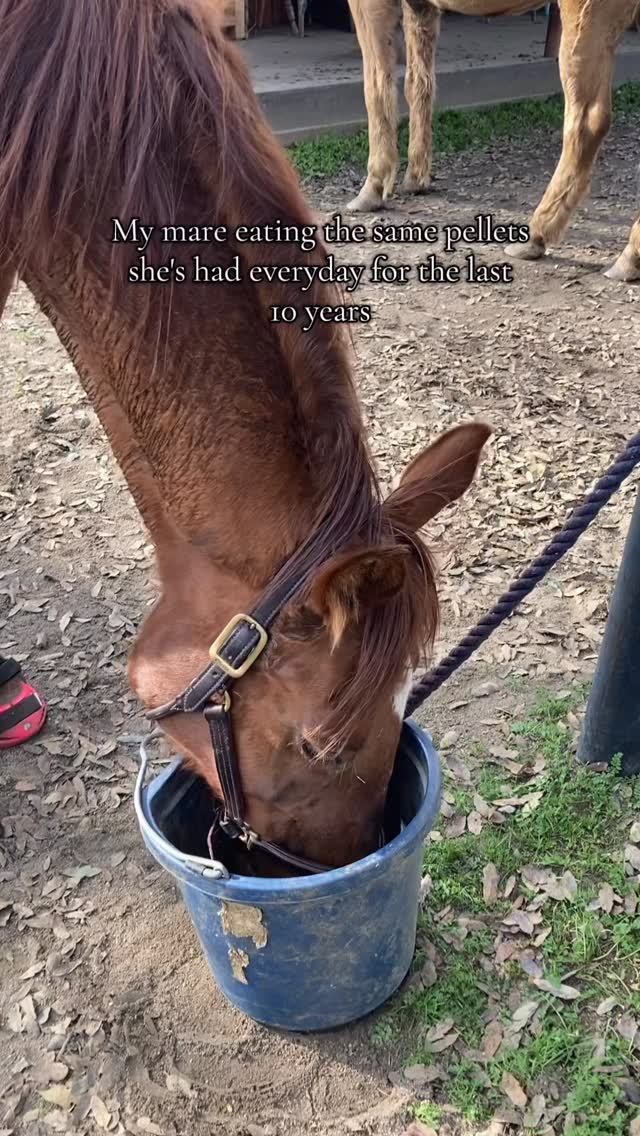 Oh that is GOOOOOOD
#horses #funnyhorses #ottb #mares #horselife