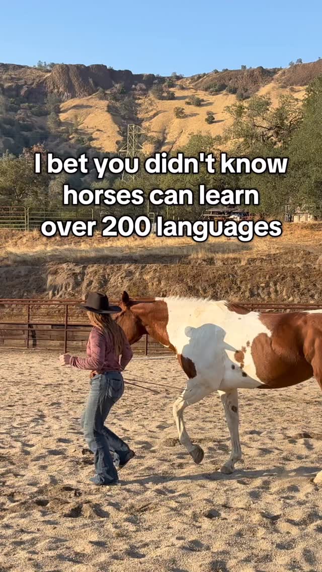 It's all about body language
#horses #horselife #horsetraining #equestrian #libertyhorse