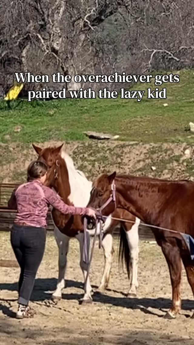 She hates corrections 😂
#horses #redmare #chestnutmare #libertyhorsemanship #horsetraining