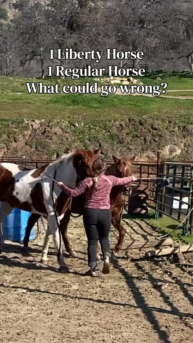First day teaching pairs!!!
#horses #libertyhorsemanship #libertyhorse #liberty #teams