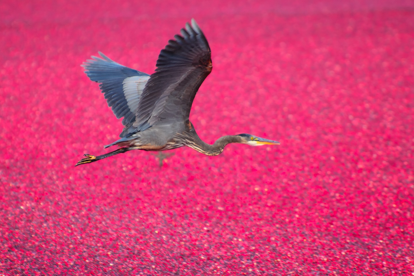 An amazing encounter : a great blue heron in the flooded cranberry bogs.
https://logovo.ca/travel/cranberry-harvest/
#birdsofcanada #birdsofinstagram #cranberry #greatblueheron