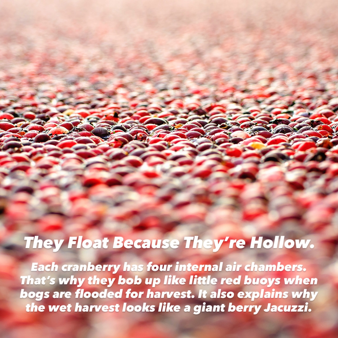 Ever seen a sea of red berries shimmering in flooded fields? Welcome to the surreal spectacle of the cranberry harvest in British Columbia. Workers wade through bogs, booms corral floating berries, and the land transforms into something that feels equal parts nature documentary and dreamscape.
From the fascinating fact that cranberries float because of built-in air chambers, to how these “bounce berries” are corralled and collected — this harvest is wild, vivid, and unforgettable. 🌊🍒
Want to see it for yourself? Check out the full story at the field locations at the link below:
🔗 https://logovo.ca/travel/cranberry-harvest/
📍 If you’re in BC in October–November, be on the lookout — you might just stumble upon your own cranberry ocean.
#CranberryHarvest #BritishColumbia #AutumnMagic #NatureSpectacle #Agriculture #TravelBC #BogLife #canada #beautifulbritishcolumbia
Have you seen a sea of red berries?