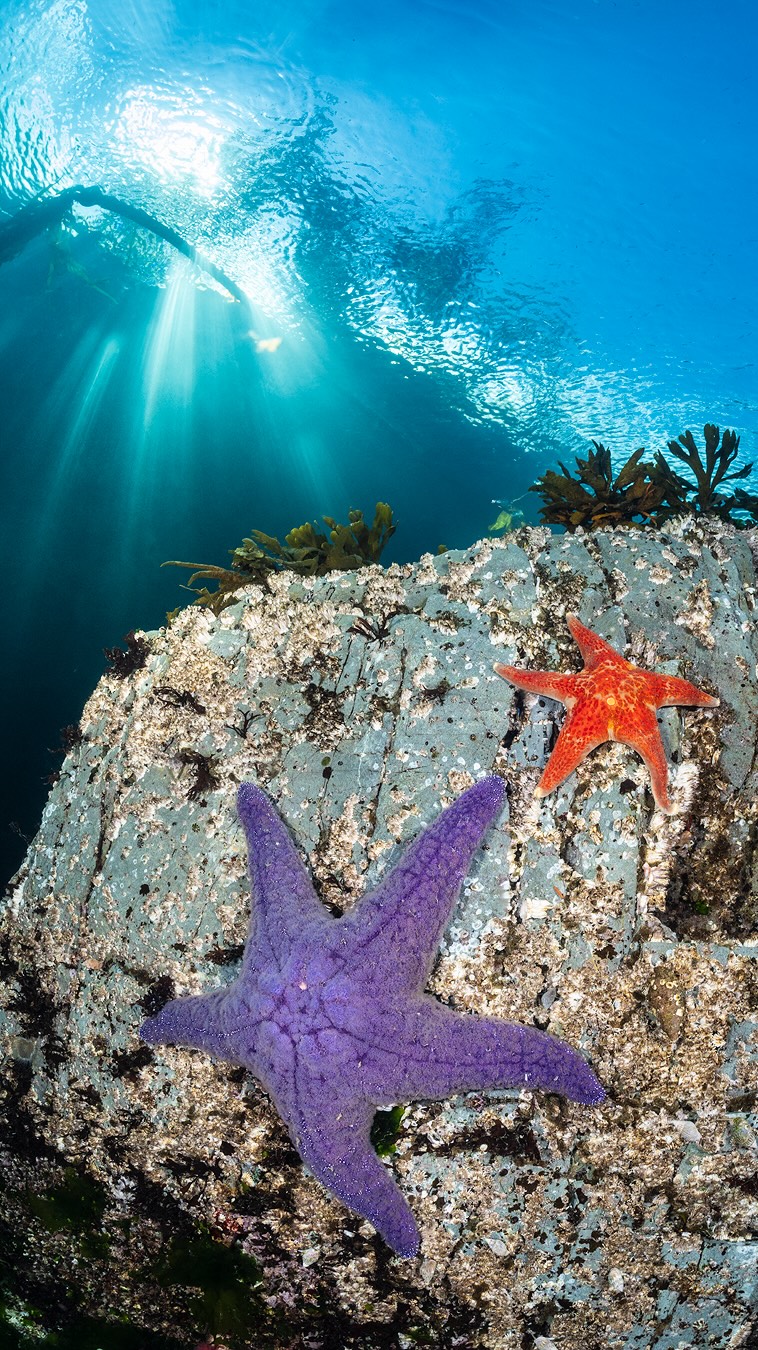 Why you should brave the cold water and dive into the incredible marine life of Vancouver Island, Canada! Illustrated with a few favourite shots from my recent trip!