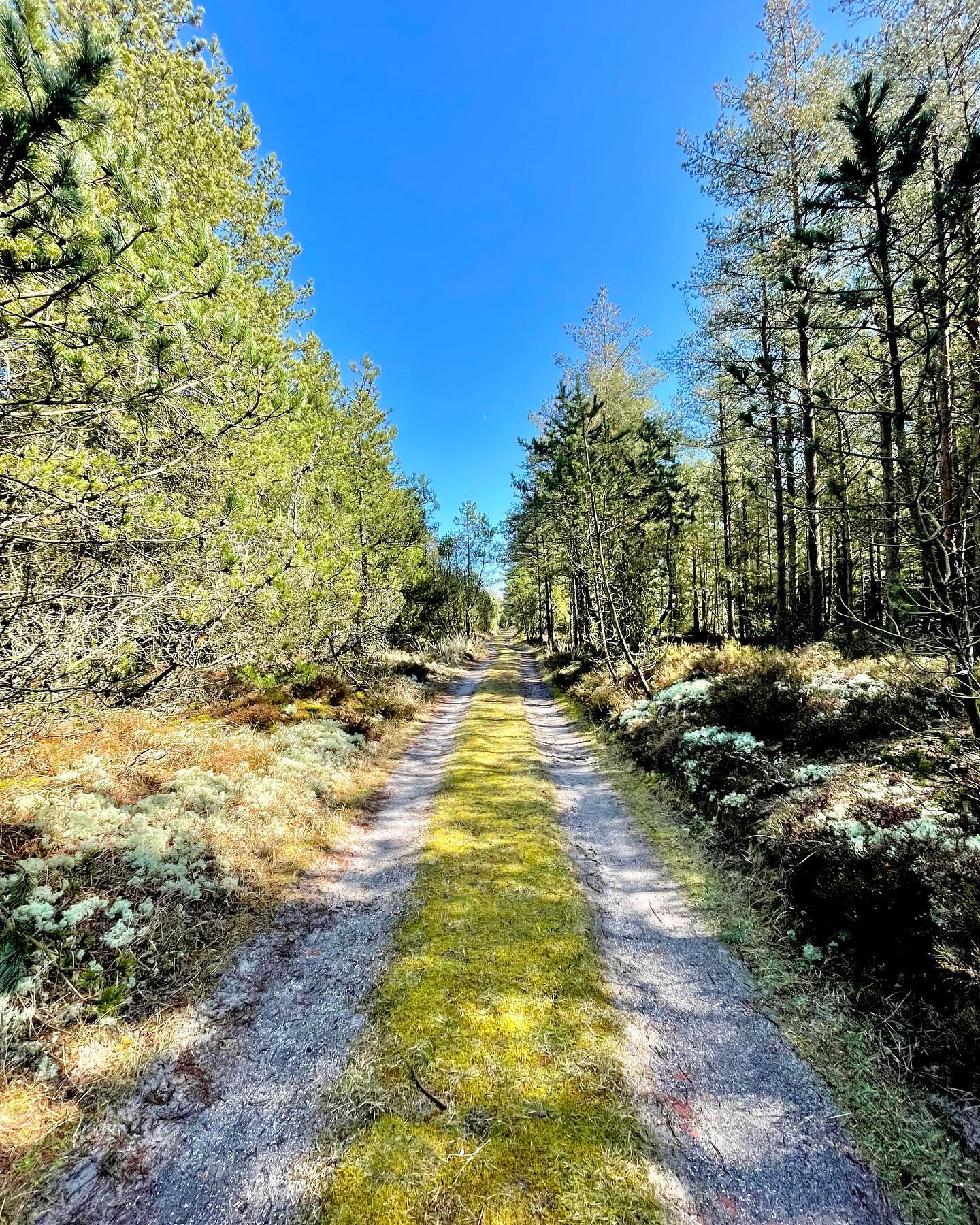 🇩🇰🌳🌾🐴💫