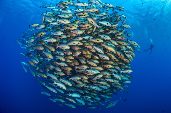 Look forward to hunting for the summer spawning aggregation schools in the Ras Mohammed National Park in the coming weeks. Pictured here are bohar snappers, blacktail barracuda x2, batfish x2, bigeye trevally, giant trevally, unicornfish and bohar snappers again.
Spawning aggregations are easily fished out by people, with all the adults from over a large area gathered in one spot. And once they have gone they don’t easily come back, as the ‘memory’ of where and when to gather is lost for that species in that area. It has been up and down for these gatherings over the last 30 years, with fishing controlled and uncontrolled. These days the fishermen are paid not to fish in the important summer spawning season, although they argue that the scientists have the timing wrong and they want to fish in summer. Hopefully we will see impressive schools this year and they will replenish the surrounding reefs with the next generation.