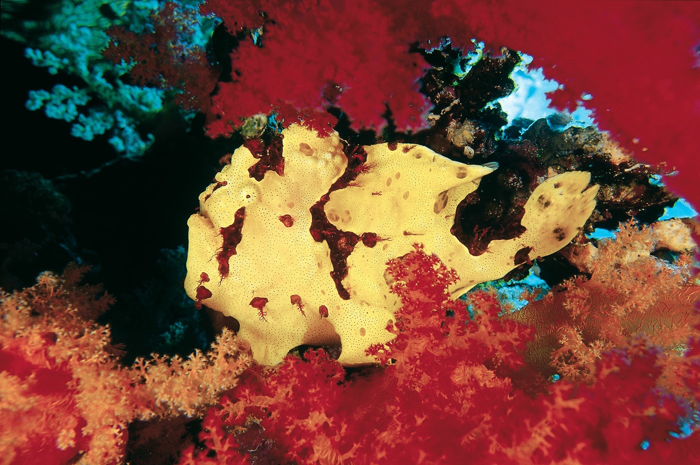 I haven’t seen a frogfish in the Red Sea for ages. Very much because of our choice of sites. But sometimes we get lucky and get one in the classic Red Sea scenery. I remember being so excited when I found this one. Taken with the Nikonos 20-35mm lens. Maybe this year will serve up another.